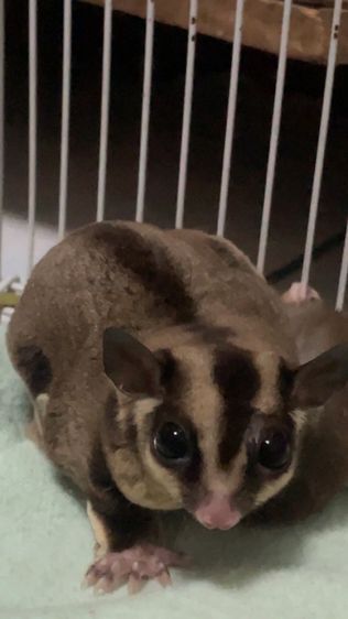 ชูก้าไกรเดอร์ รูปที่ 2