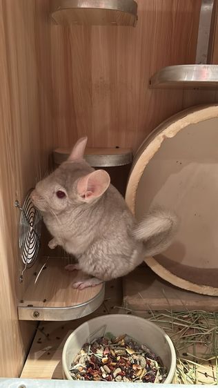 Chinchila รูปที่ 3