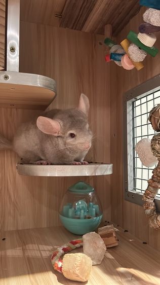 Chinchila รูปที่ 2