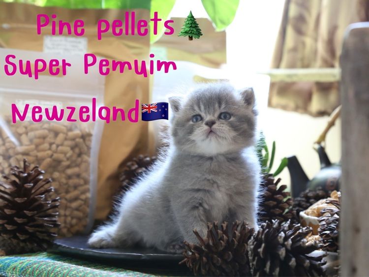 ทรายแมว & ห้องน้ำ ทรายแมวไม้สนอัดแท่งเหมาะสำหรับสัตว์เลี้ยงทุกชนิด