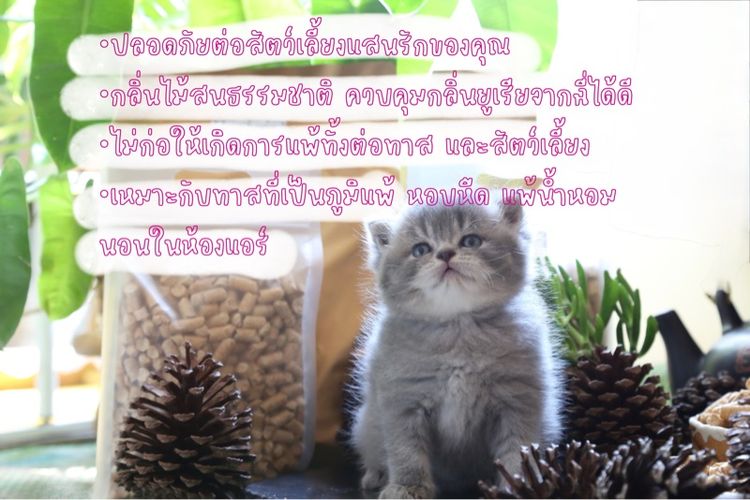 ทรายแมวไม้สนอัดแท่งเหมาะสำหรับสัตว์เลี้ยงทุกชนิด รูปที่ 2