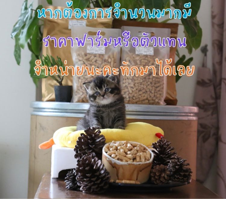 ทรายแมวไม้สนอัดแท่งเหมาะสำหรับสัตว์เลี้ยงทุกชนิด รูปที่ 7