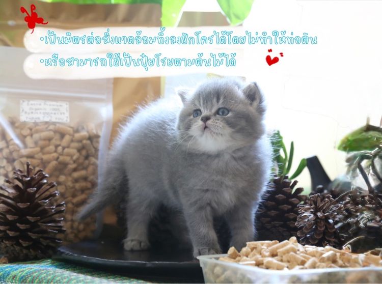 ทรายแมวไม้สนอัดแท่งเหมาะสำหรับสัตว์เลี้ยงทุกชนิด รูปที่ 3