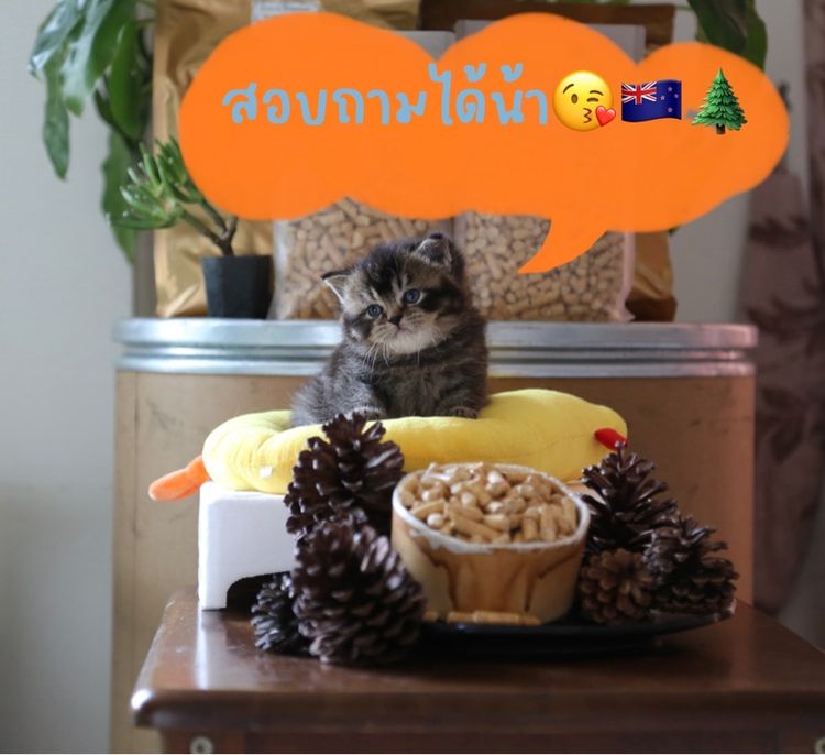 ทรายแมวไม้สนอัดแท่งเหมาะสำหรับสัตว์เลี้ยงทุกชนิด รูปที่ 9