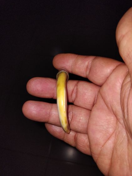 เขี้ยวหมูตัน ยาว 3 นิ้ว สีเหลืองอมเขียว ขนาดยาว มีน้ำหนัก แข็ง ผิวเดิม เรียบเนียนมือ สภาพสวย สมบูรณ์มาก เป็นไปตามธรรมชาติ อายุเก่ามาก แท้ แป รูปที่ 3