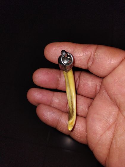 เขี้ยวหมูตัน ยาว 3 นิ้ว สีเหลืองอมเขียว ขนาดยาว มีน้ำหนัก แข็ง ผิวเดิม เรียบเนียนมือ สภาพสวย สมบูรณ์มาก เป็นไปตามธรรมชาติ อายุเก่ามาก แท้ แป รูปที่ 2