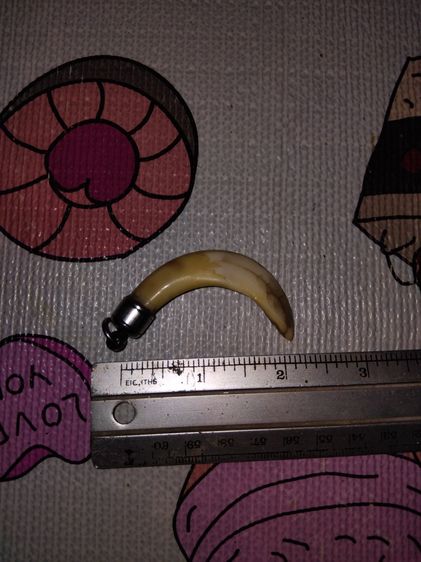 เขี้ยวหมูตัน ยาว 3 นิ้ว สีเหลืองอมเขียว ขนาดยาว มีน้ำหนัก แข็ง ผิวเดิม เรียบเนียนมือ สภาพสวย สมบูรณ์มาก เป็นไปตามธรรมชาติ อายุเก่ามาก แท้ แป รูปที่ 5