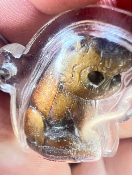 เสือหลวงพ่อปาน รูปที่ 7