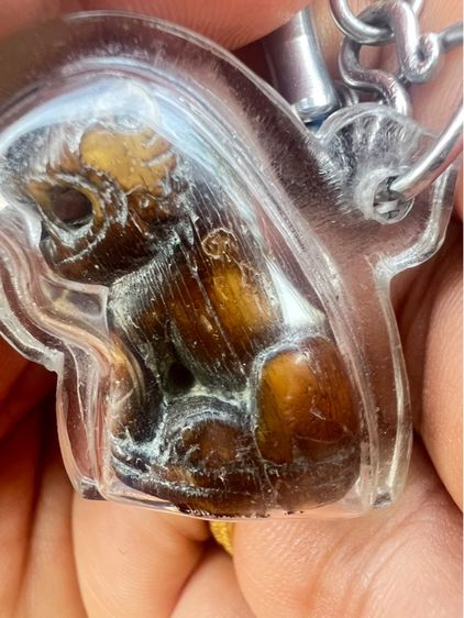 เสือหลวงพ่อปาน รูปที่ 5