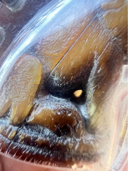 เสือหลวงพ่อปาน