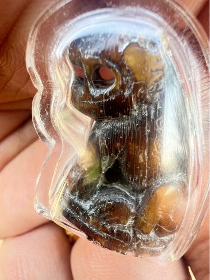 เสือหลวงพ่อปาน รูปที่ 10