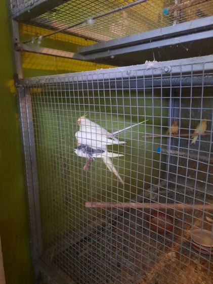 ค๊อกคาเทล  รูปที่ 2