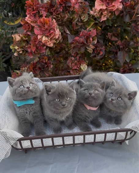 สก็อตติช สีบลู