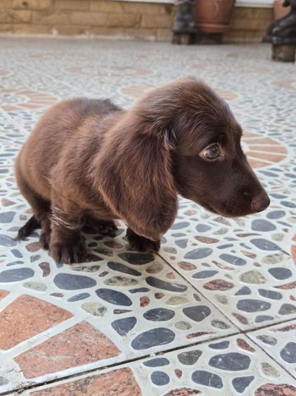 ดัชชุนขนยาวสีช็อกตัวผู้ รูปที่ 6