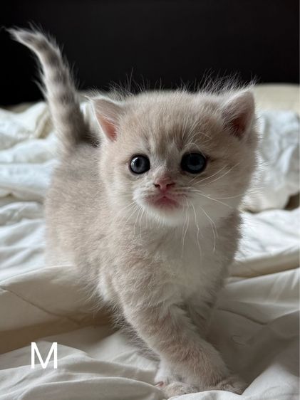 British Shorthair ay รูปที่ 2