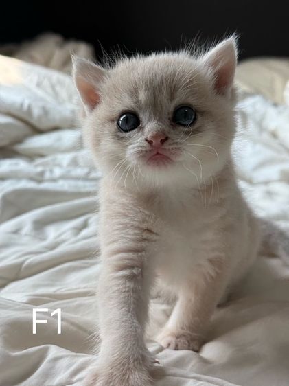 British Shorthair ay รูปที่ 4