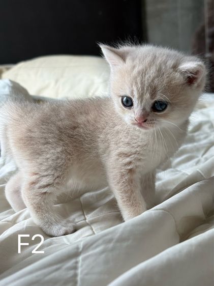 British Shorthair ay รูปที่ 3