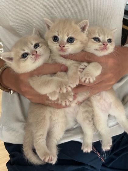 British Shorthair ay