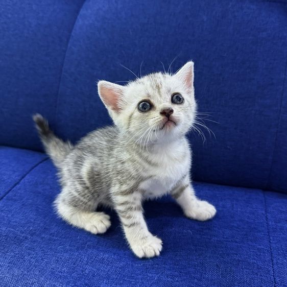 ลูกแมวสก๊อตติชโฟลด์ รูปที่ 3