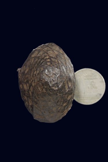 เบี้ย ๒ห่วงถักเชือกปรอทแน่นๆ รูปที่ 2