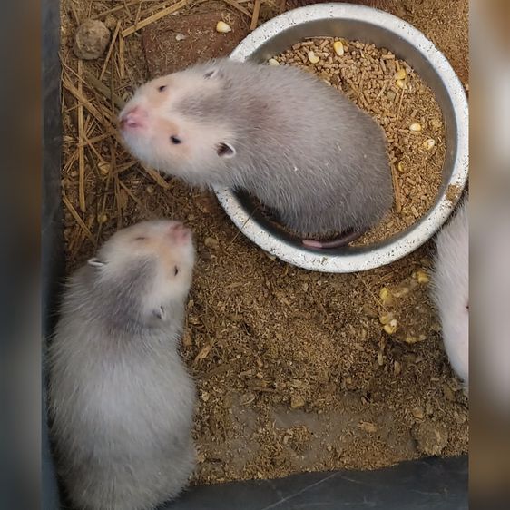 ลูกอ้นใหญ่