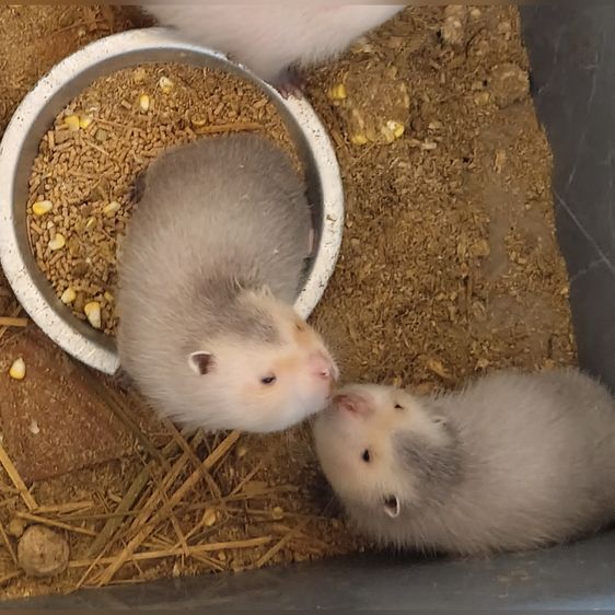 ลูกอ้นใหญ่ รูปที่ 2