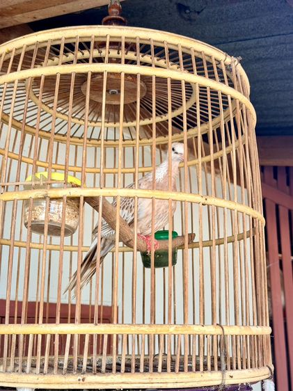 นกเขาใหญ่แฟนซี