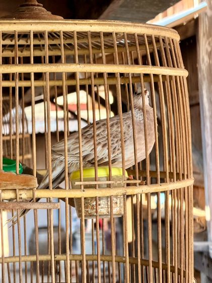 นกเขาใหญ่แฟนซี รูปที่ 3