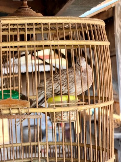 นกเขาใหญ่แฟนซี รูปที่ 2