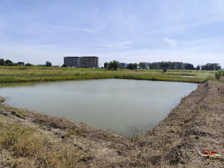 Vacant land for sale natural view can be subdivided or purchased as a whole (5-9 rai). Suitable for building a house etc Nakhon Pathom รูปที่ 4