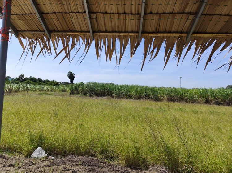 ขายที่ดิน แปลง 1-9 ไร่ แบ่งขายได้ 200 ตารางวาขึ้น ใกล้ หอพักนกฮูก ใกล้ มหาลัยเกษตรศาสตร์ นครปฐม 