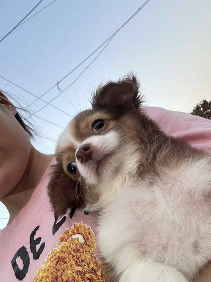 ชิวาว่า ขนยาว ผู้ รูปที่ 3