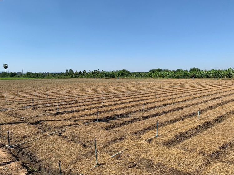 ที่ดินผืนใหญ่ทำเลดี10ไร่ โฉนดครุฑแดงพร้อมโอน ใกล้เทศบาลวังศาลา เข้าออกได้หลายทาง ติดถนนสาธารณะ ใกล้ทางด่วนM81 วิวสวย บรรยากาศดี รูปที่ 4