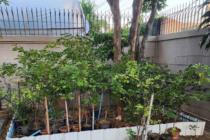 ต้นแก้วเจ้าจอม ขนาดเกิน 1.0เมตร 30ต้น(เหมา) รูปที่ 2