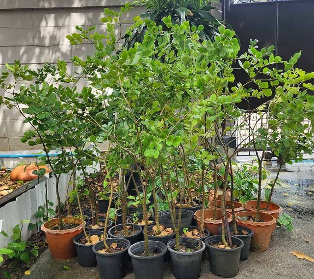 ต้นแก้วเจ้าจอม ขนาดเกิน 1.0เมตร 30ต้น(เหมา) รูปที่ 3