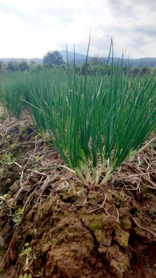 หอมแบ่งลับแล พร้อมปลูก 1 กิโล ส่งแบบตัดจุด รูปที่ 4