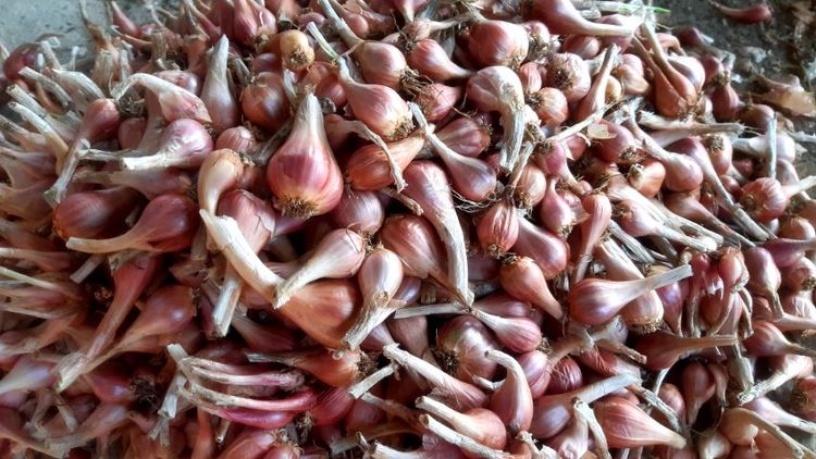 หอมแบ่งลับแล พร้อมปลูก 1 กิโล ส่งแบบตัดจุด