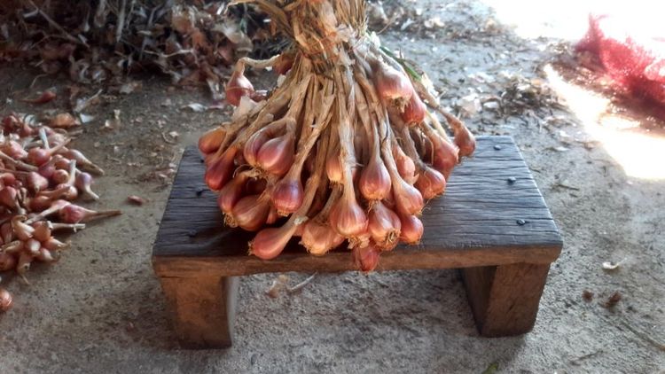 หอมแบ่งลับแล พร้อมปลูก 1 กิโล ส่งแบบตัดจุด รูปที่ 3