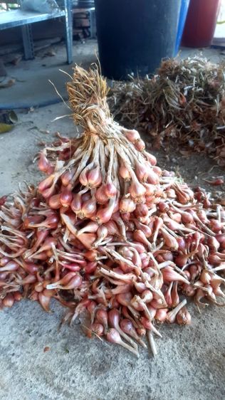 หอมแบ่งลับแล พร้อมปลูก 1 กิโล ส่งแบบตัดจุด รูปที่ 2