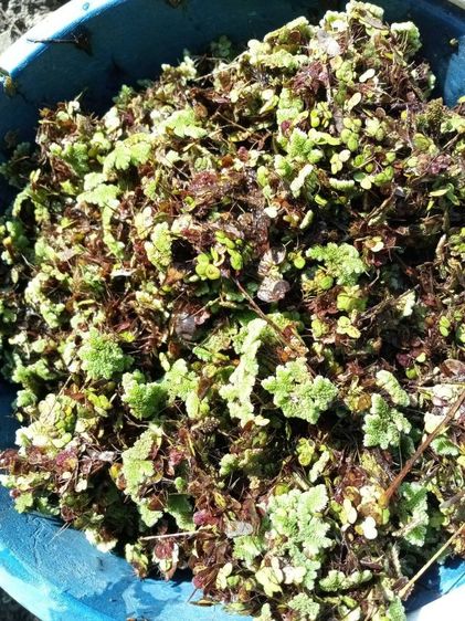 แหนแดงอาหารสัตว์  รูปที่ 2