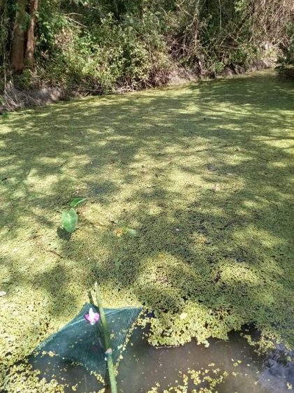 แหนแดงอาหารสัตว์  รูปที่ 5