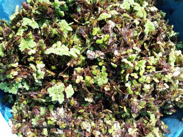 แหนแดงอาหารสัตว์ 