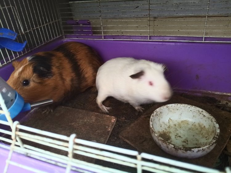 หนูแก๊สปื้ รูปที่ 2