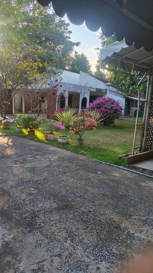 Sale old  house  big land Sukhumvit 54  ขายบ้านเดี่ยวเก่า แปลง 1 ไร่ รูปที่ 4