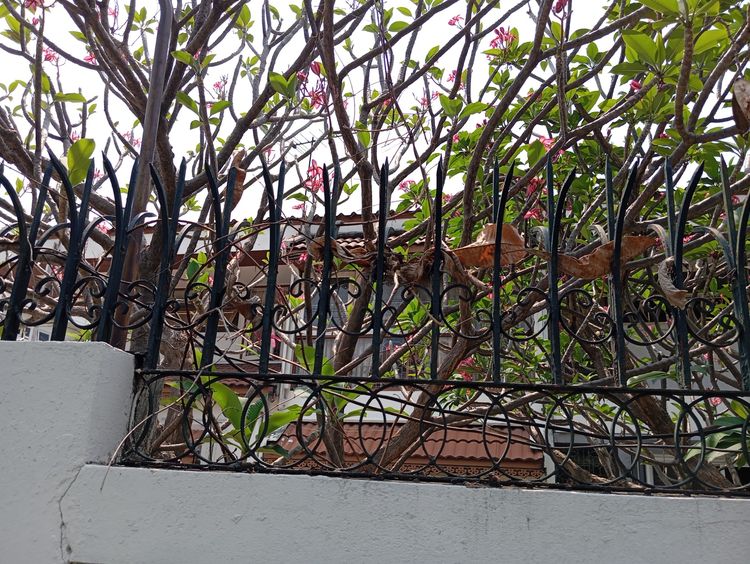 Sale old house big land Sukhumvit 54 ขายบ้านเดี่ยวเก่า แปลง 1 ไร่ รูปที่ 2