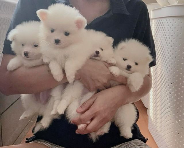 ปอมเมอเรเนียน (Pomeranian) เล็ก ปอมแท้ราคาถูก