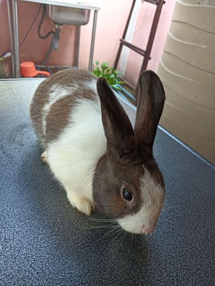 กระต่ายไทย เพศชาย