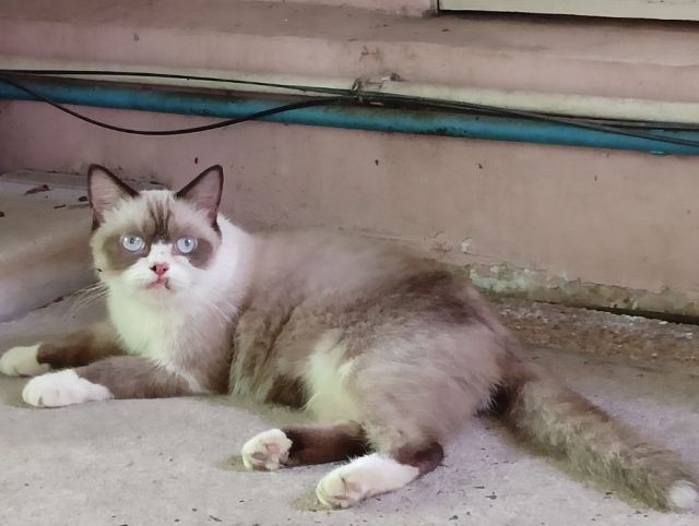 สก็อตติชเพศผู้ รูปที่ 2