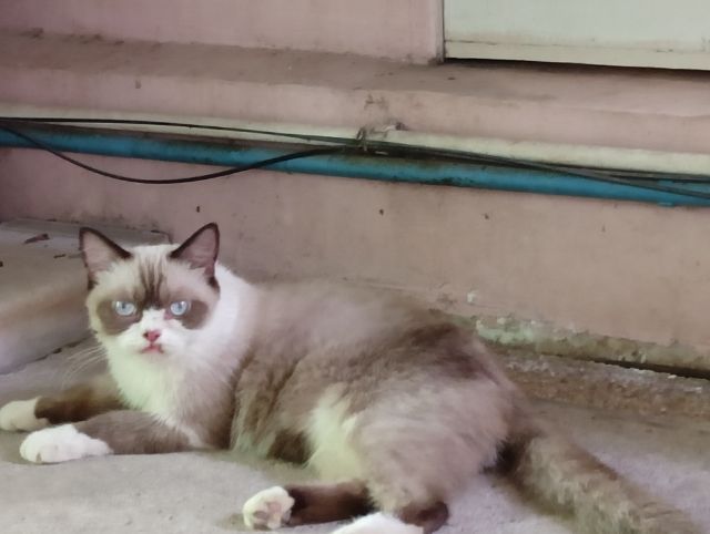 สก็อตติชเพศผู้ รูปที่ 4