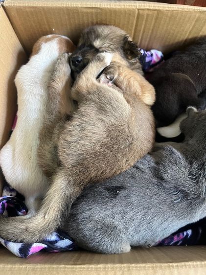 หาบ้านให้น้องหมา รูปที่ 2